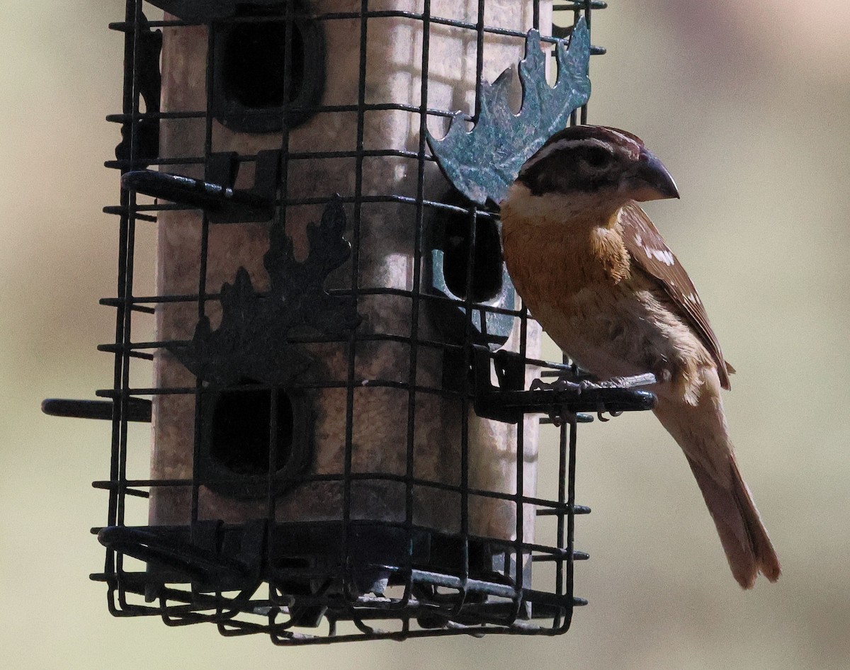 Black-headed Grosbeak - ML623925175