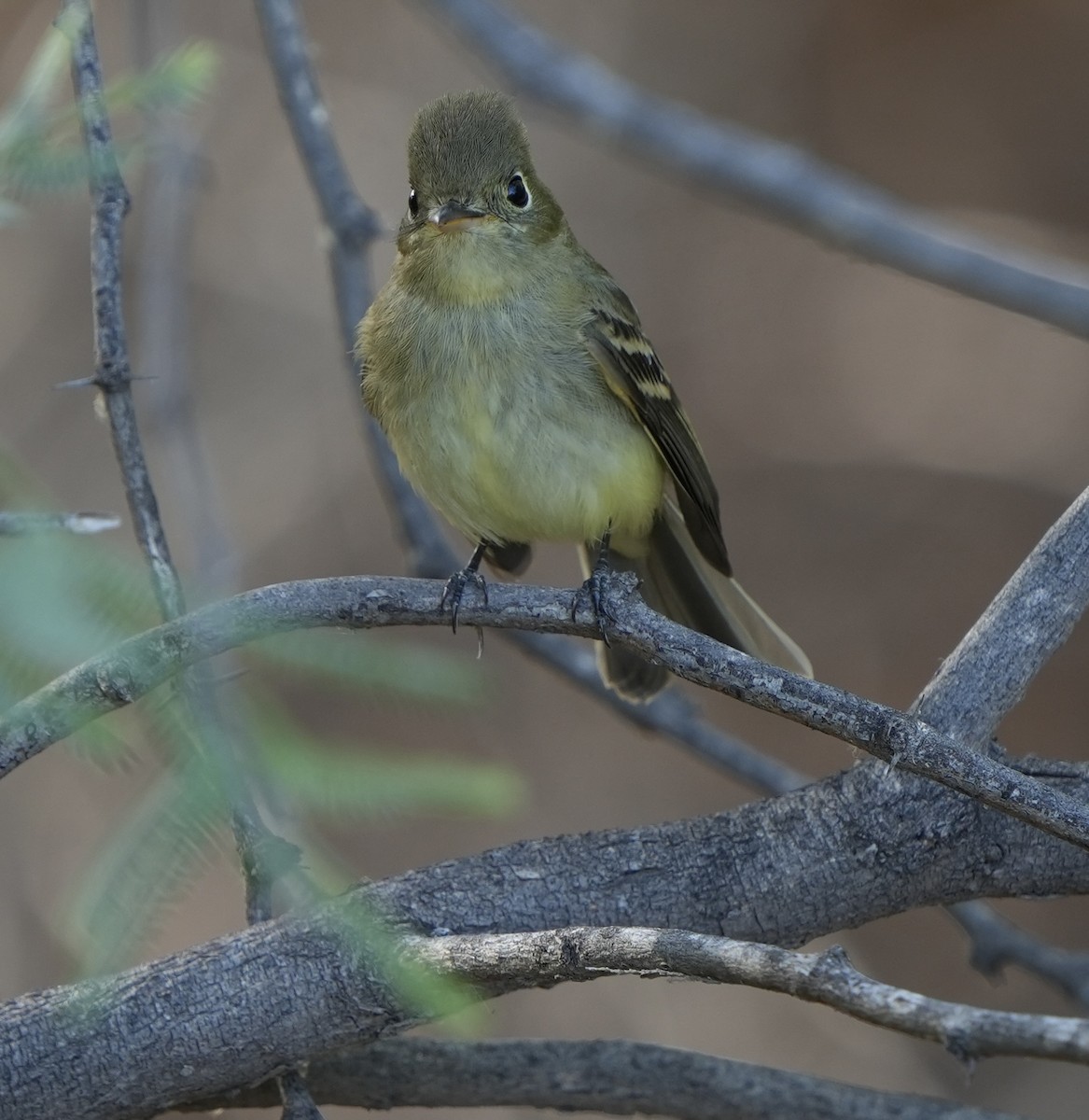 Western Flycatcher (Pacific-slope) - ML623925177