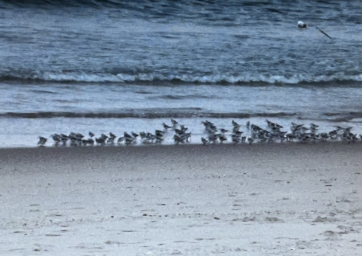 Calidris sp. (peep sp.) - ML623925179