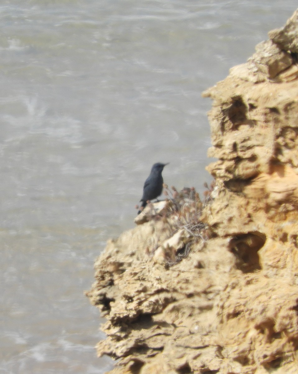 Blue Rock-Thrush - ML623925180