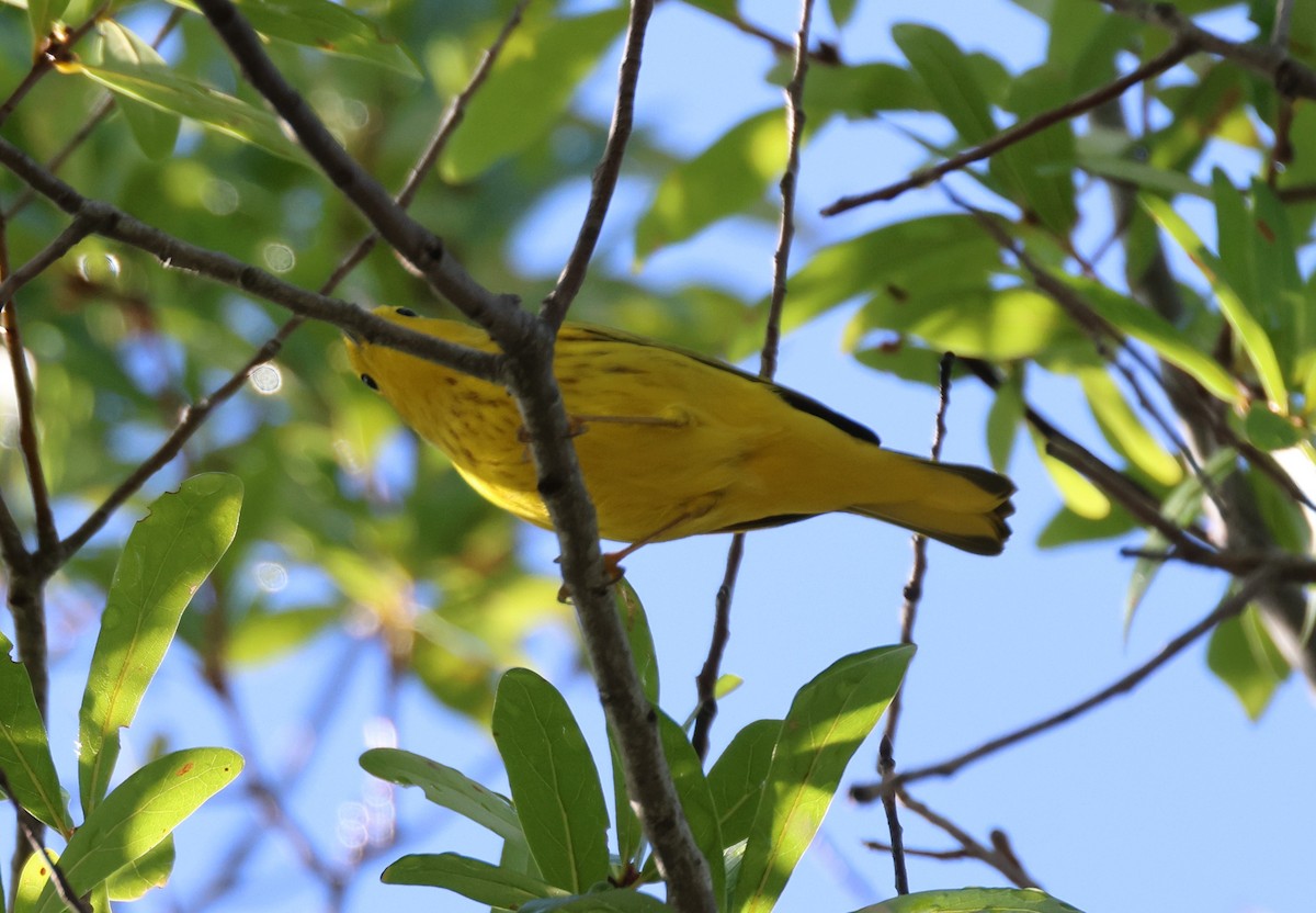 Yellow Warbler (Northern) - ML623925184