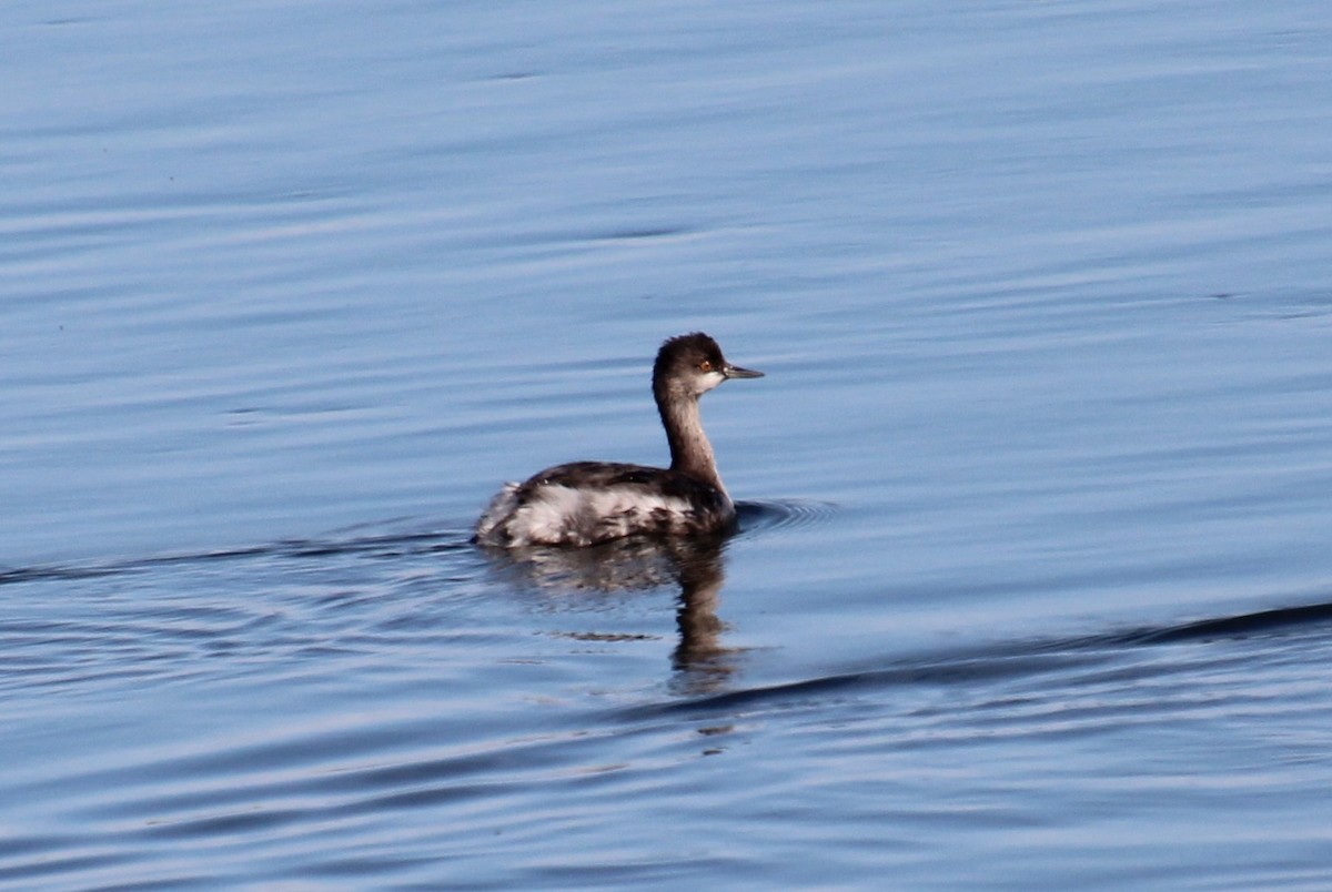 Eared Grebe - ML623925186