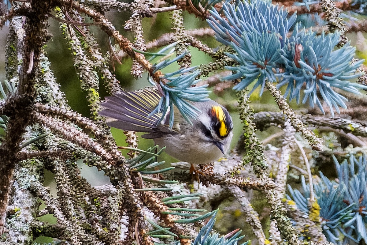 Golden-crowned Kinglet - ML623925189