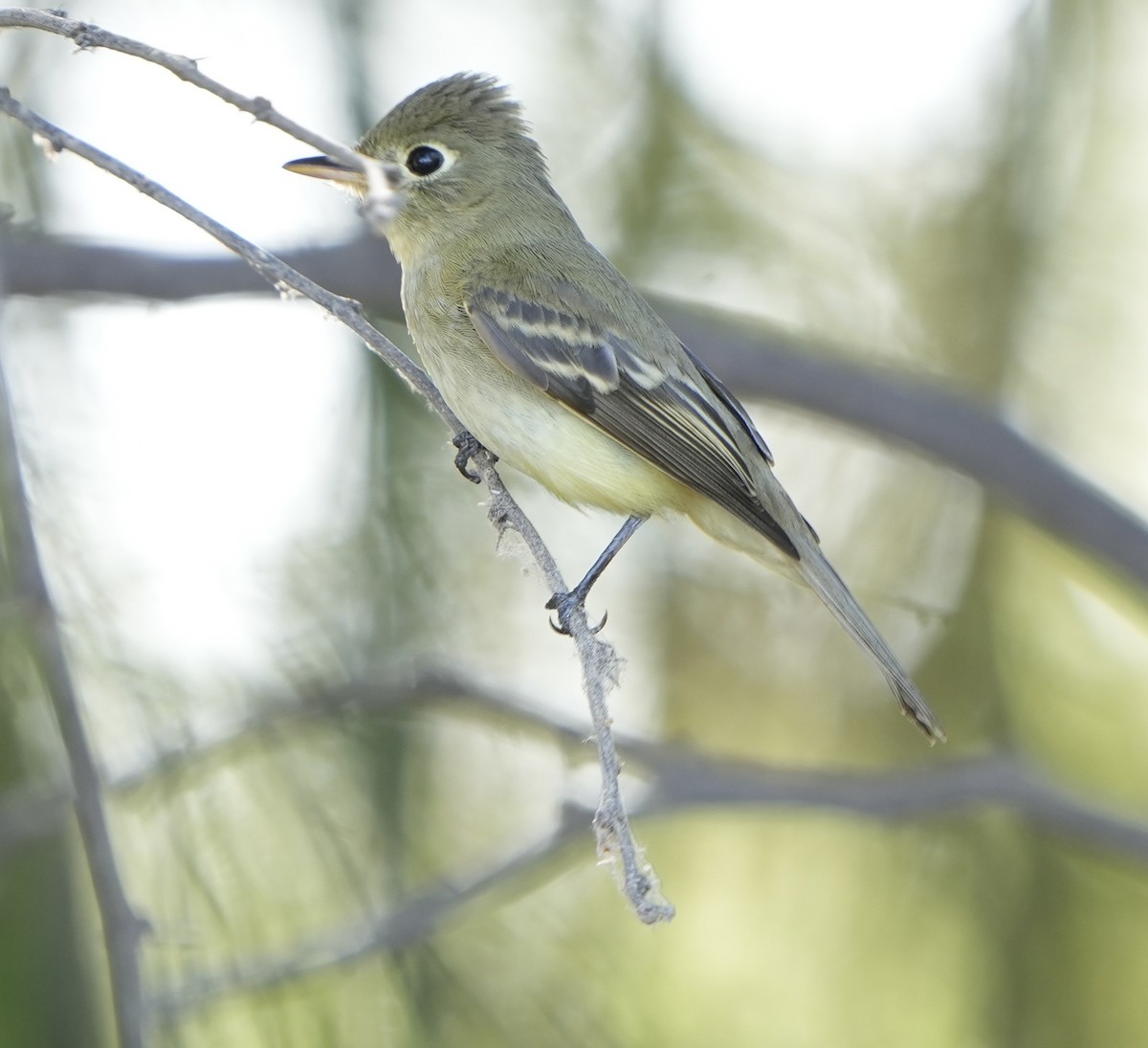 Western Flycatcher (Pacific-slope) - ML623925195