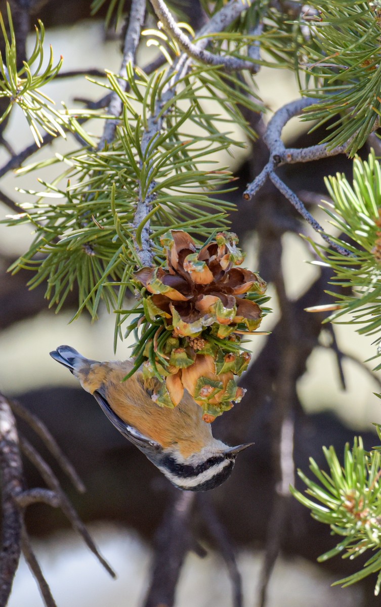 Red-breasted Nuthatch - ML623925199