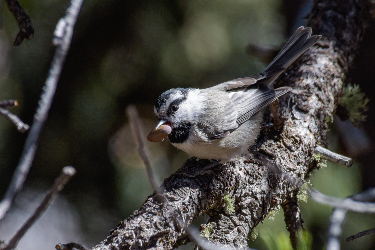 Mountain Chickadee - ML623925200