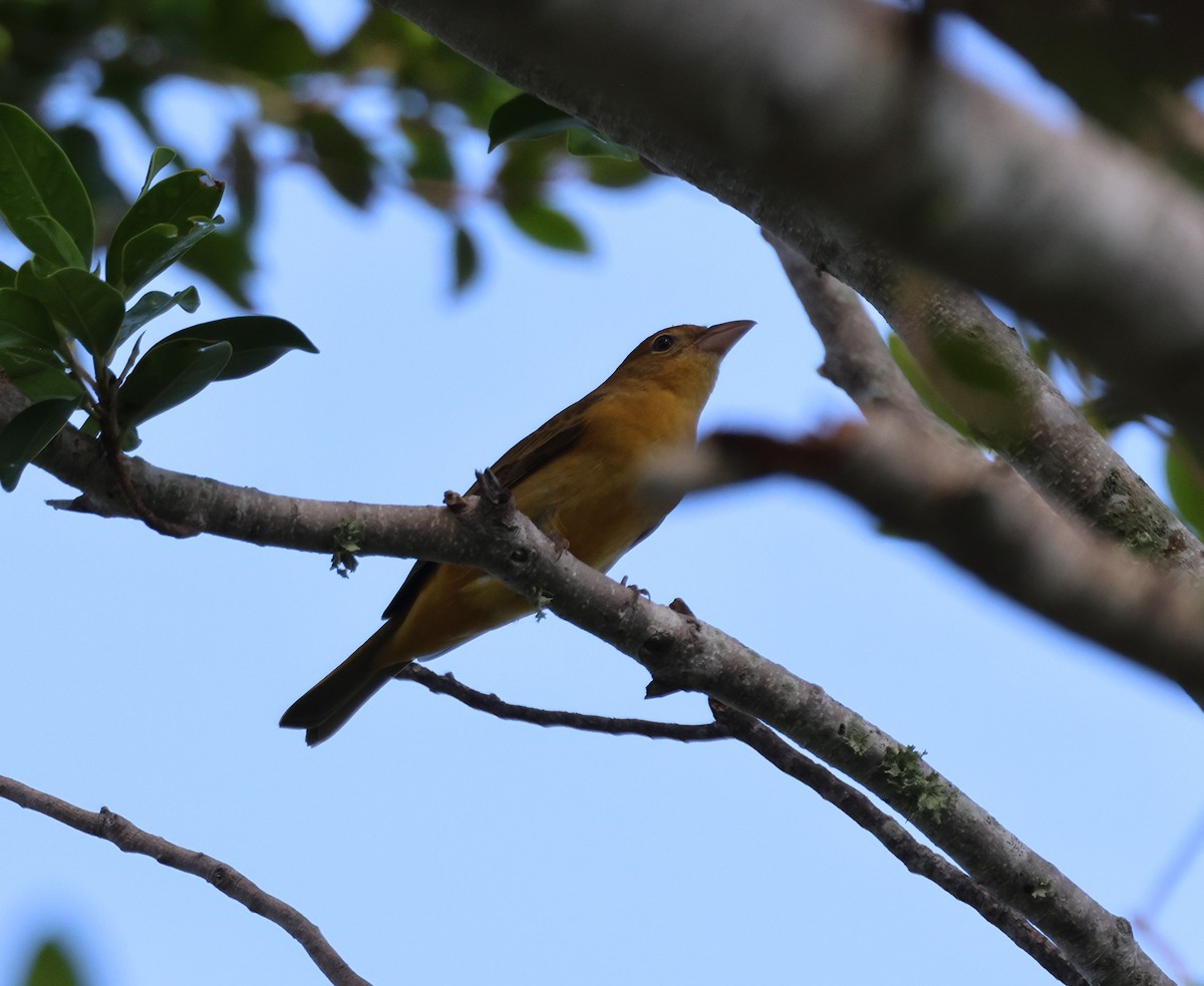 Summer Tanager - Anne Ruben