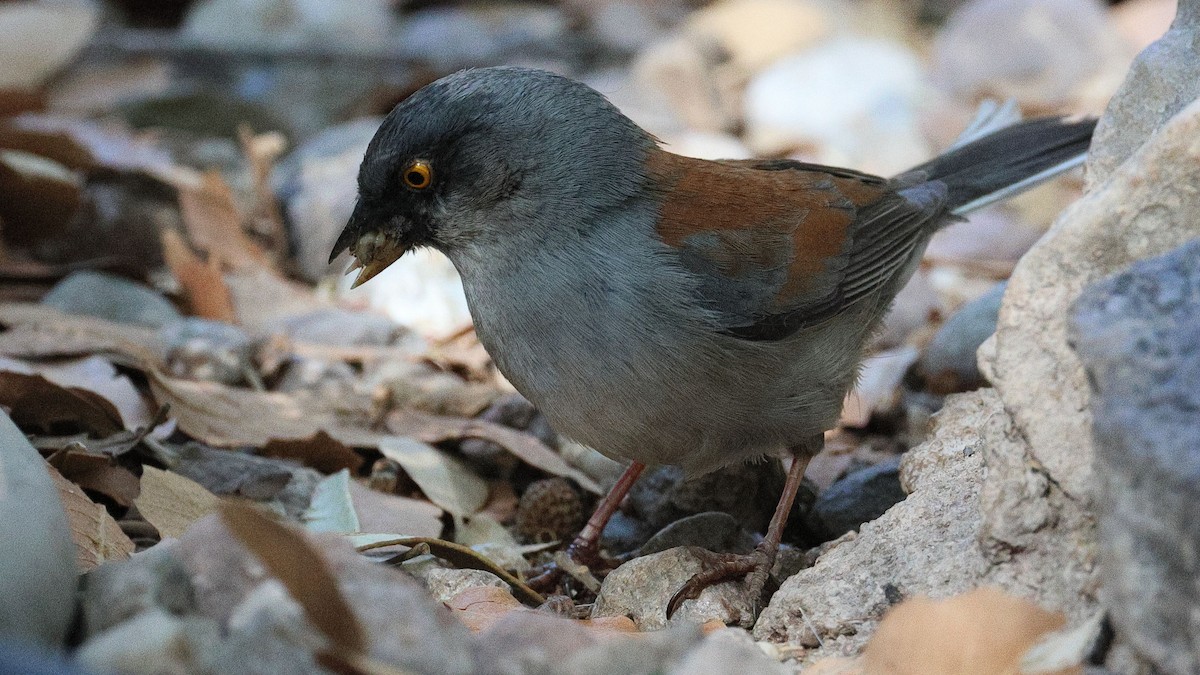 Yellow-eyed Junco - ML623925202