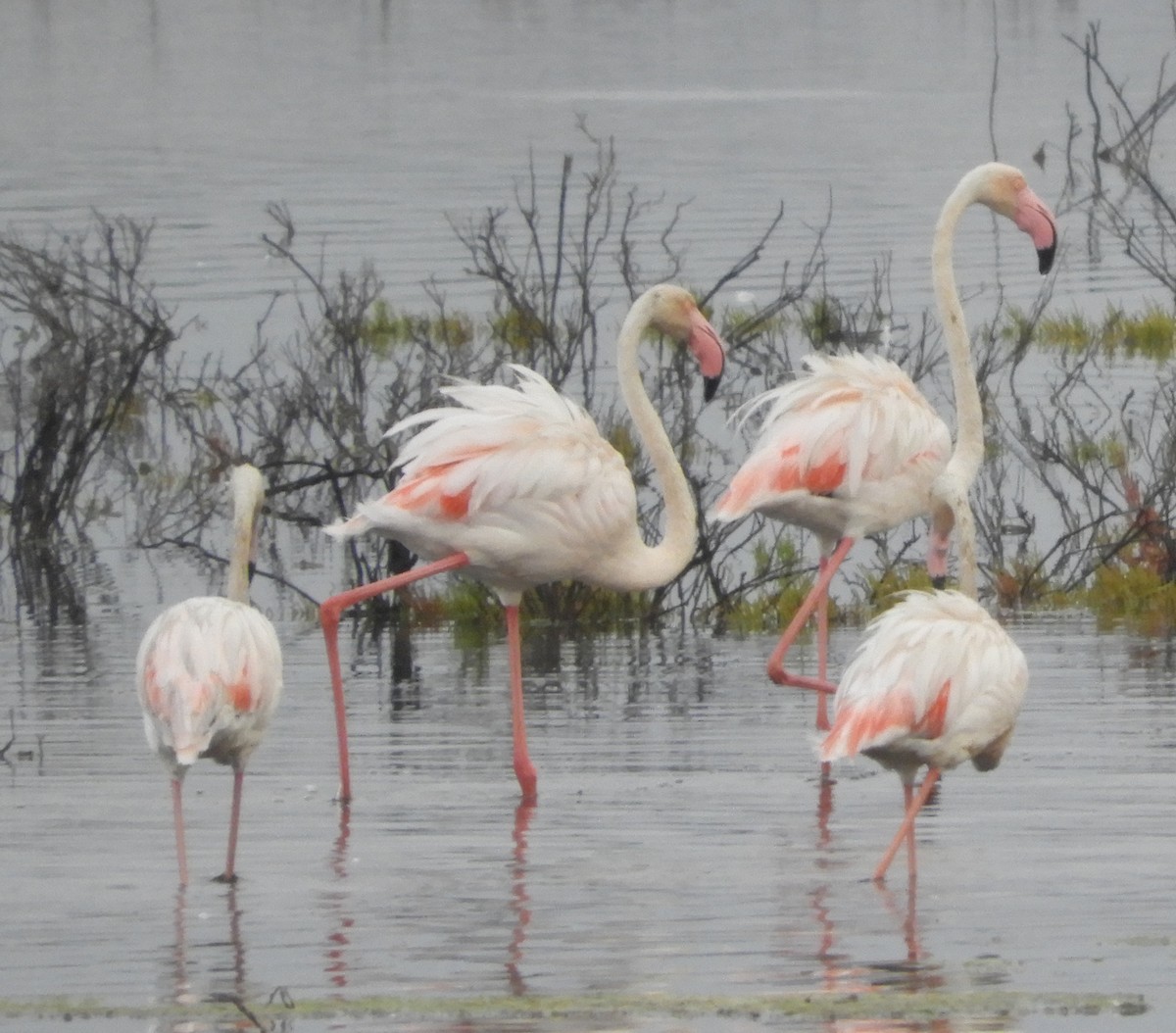 Greater Flamingo - ML623925203