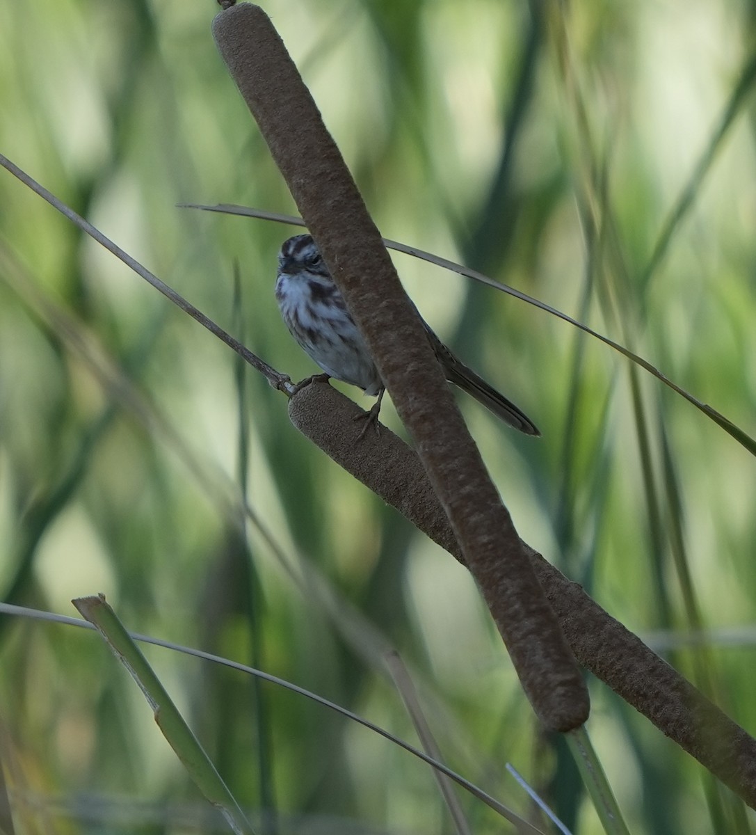 Song Sparrow - ML623925204