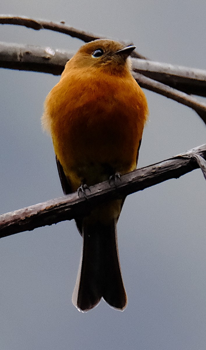 Cinnamon Flycatcher - ML623925205