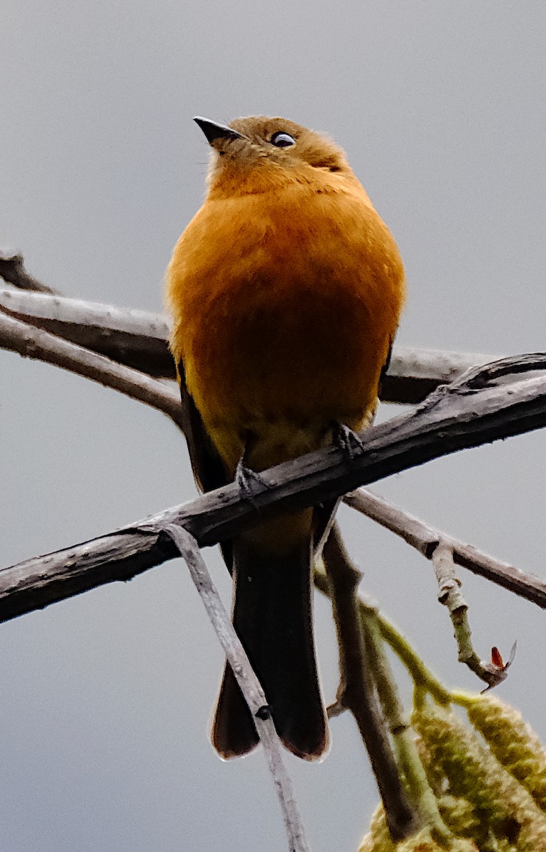 Cinnamon Flycatcher - ML623925206