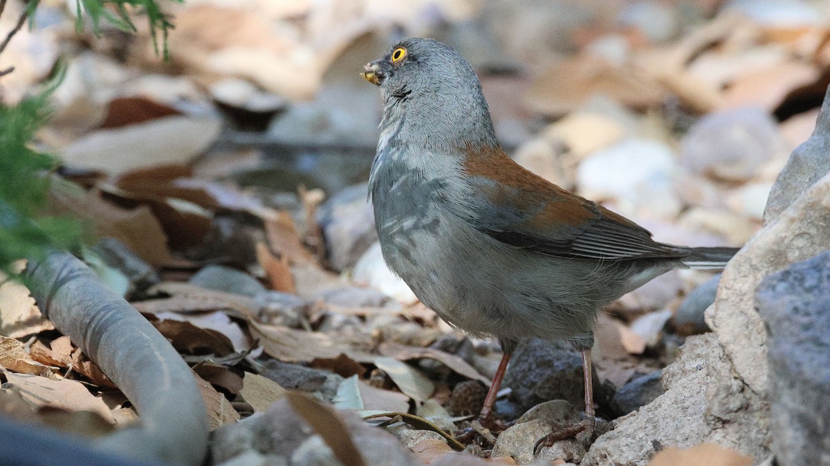 Yellow-eyed Junco - ML623925207