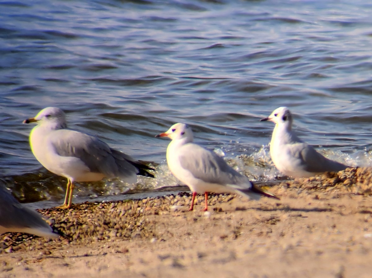 Black-headed Gull - ML623925248