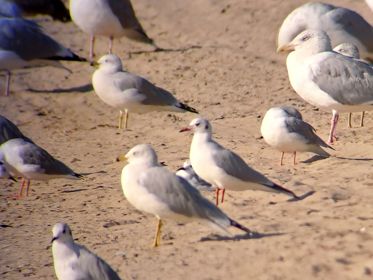 Black-headed Gull - ML623925249