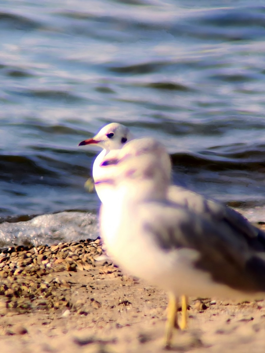 Black-headed Gull - ML623925250