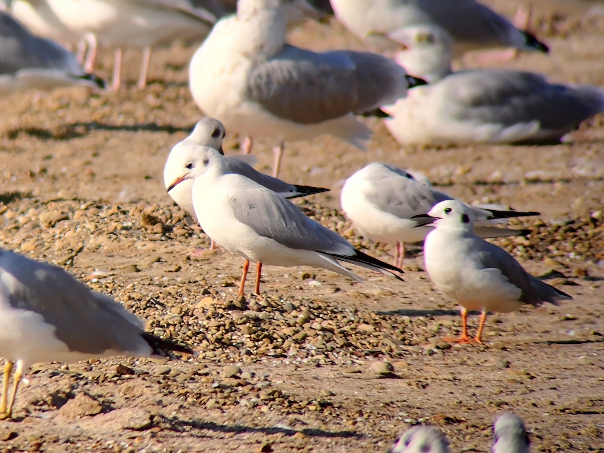 Black-headed Gull - ML623925251