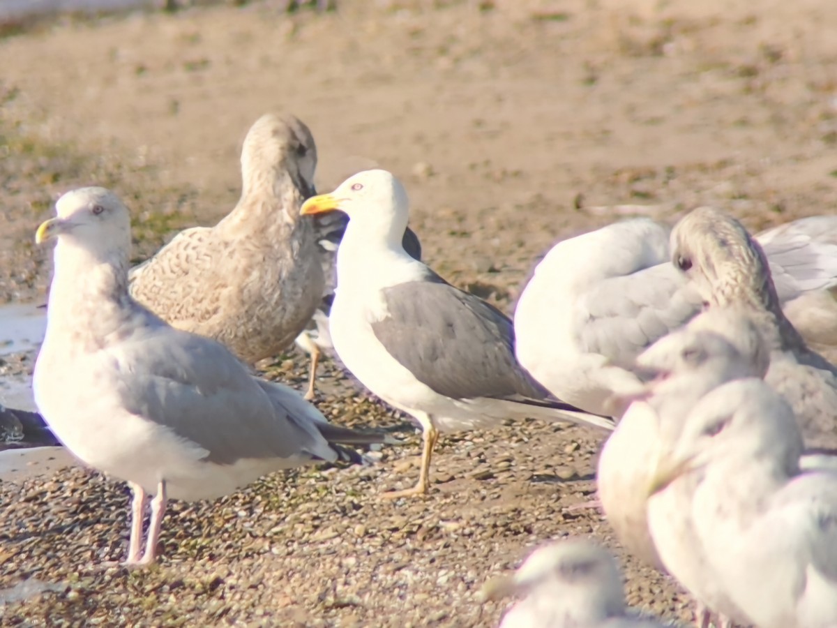 Lesser Black-backed Gull - ML623925261