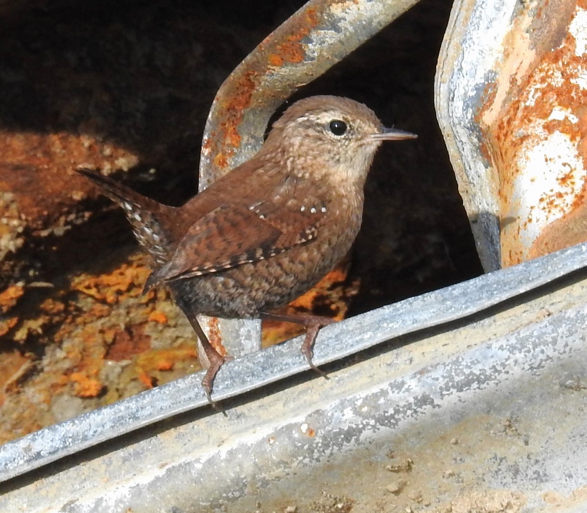 Winter Wren - ML623925279