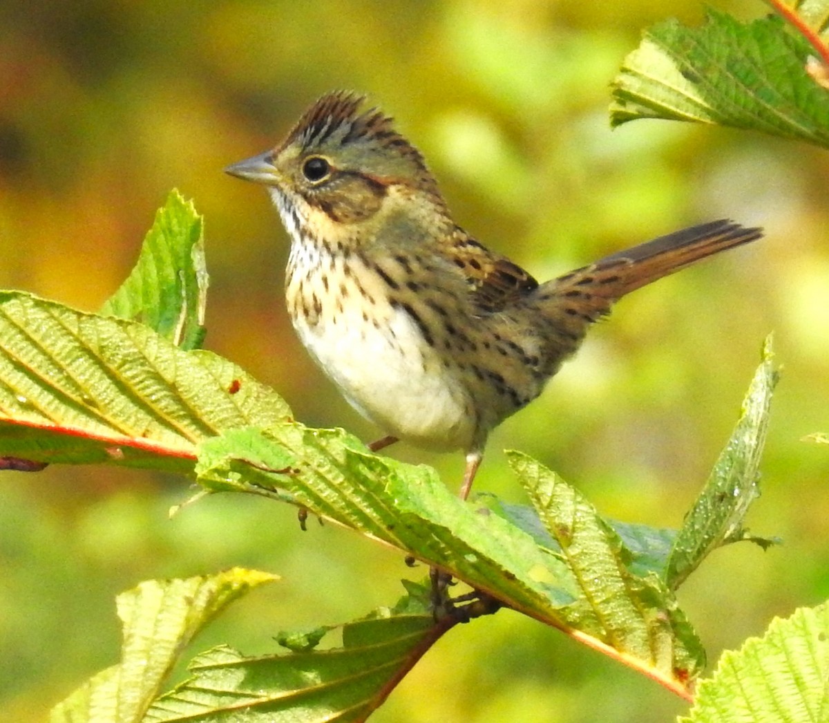 Lincoln's Sparrow - ML623925282