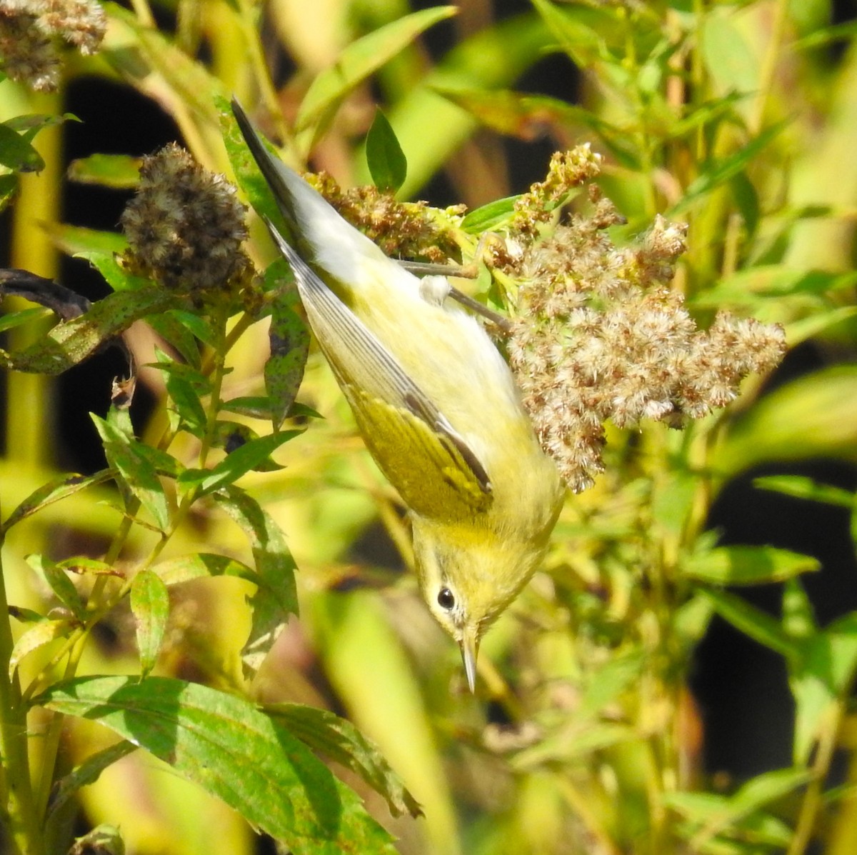 Tennessee Warbler - ML623925285