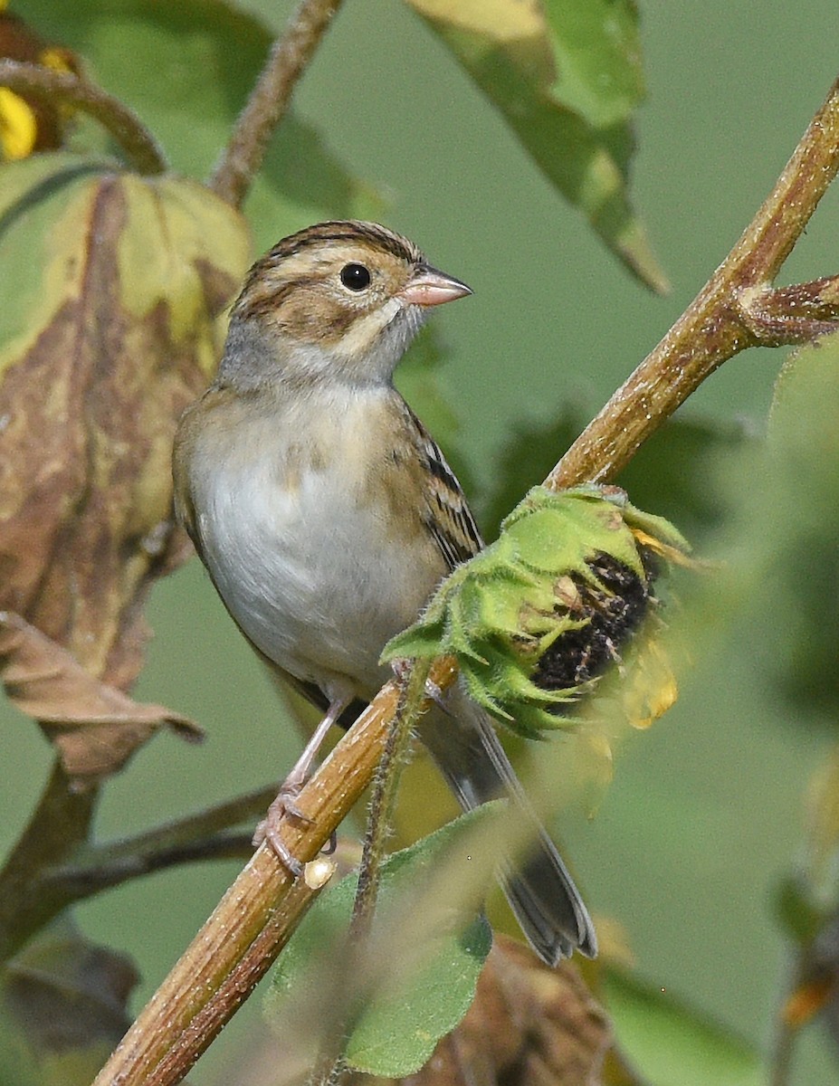 Clay-colored Sparrow - ML623925303