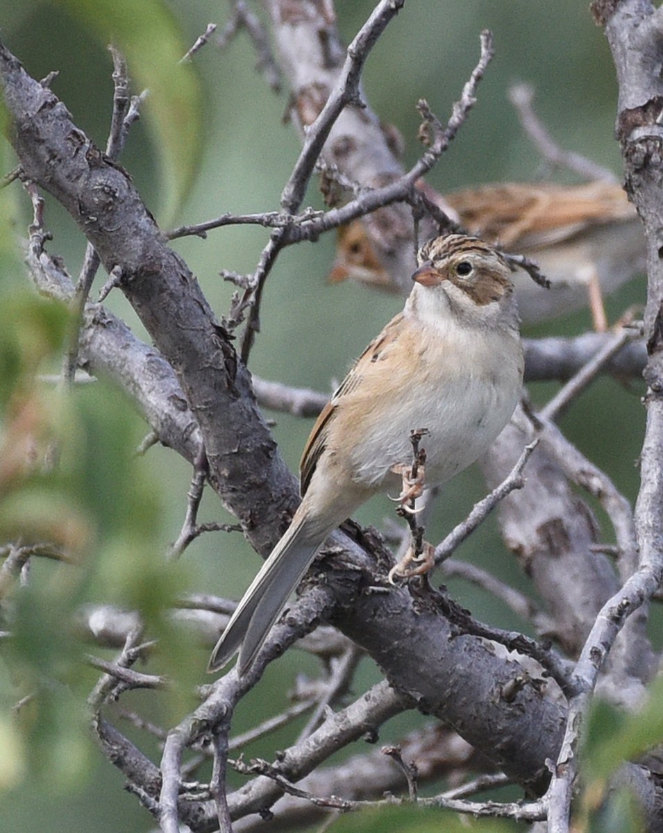 Clay-colored Sparrow - Steven Mlodinow