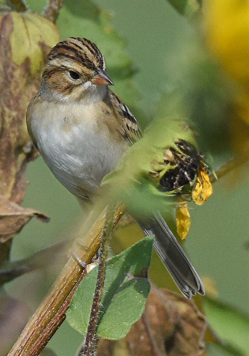 Clay-colored Sparrow - ML623925305