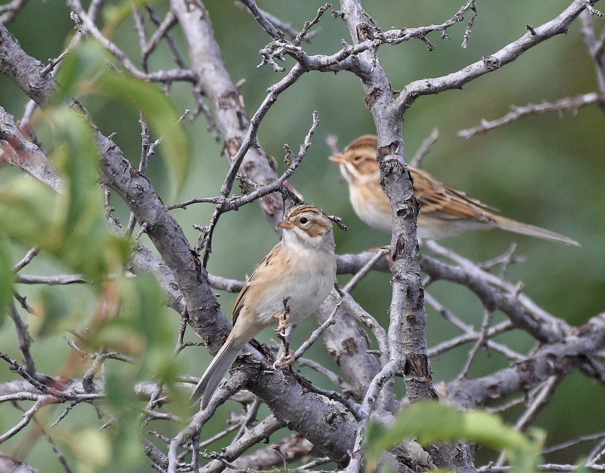 Clay-colored Sparrow - Steven Mlodinow