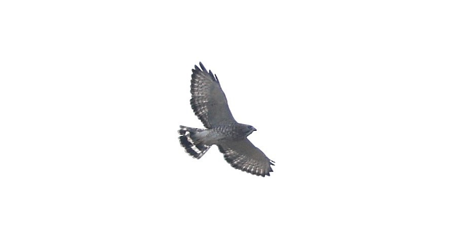 Broad-winged Hawk - ML623925313