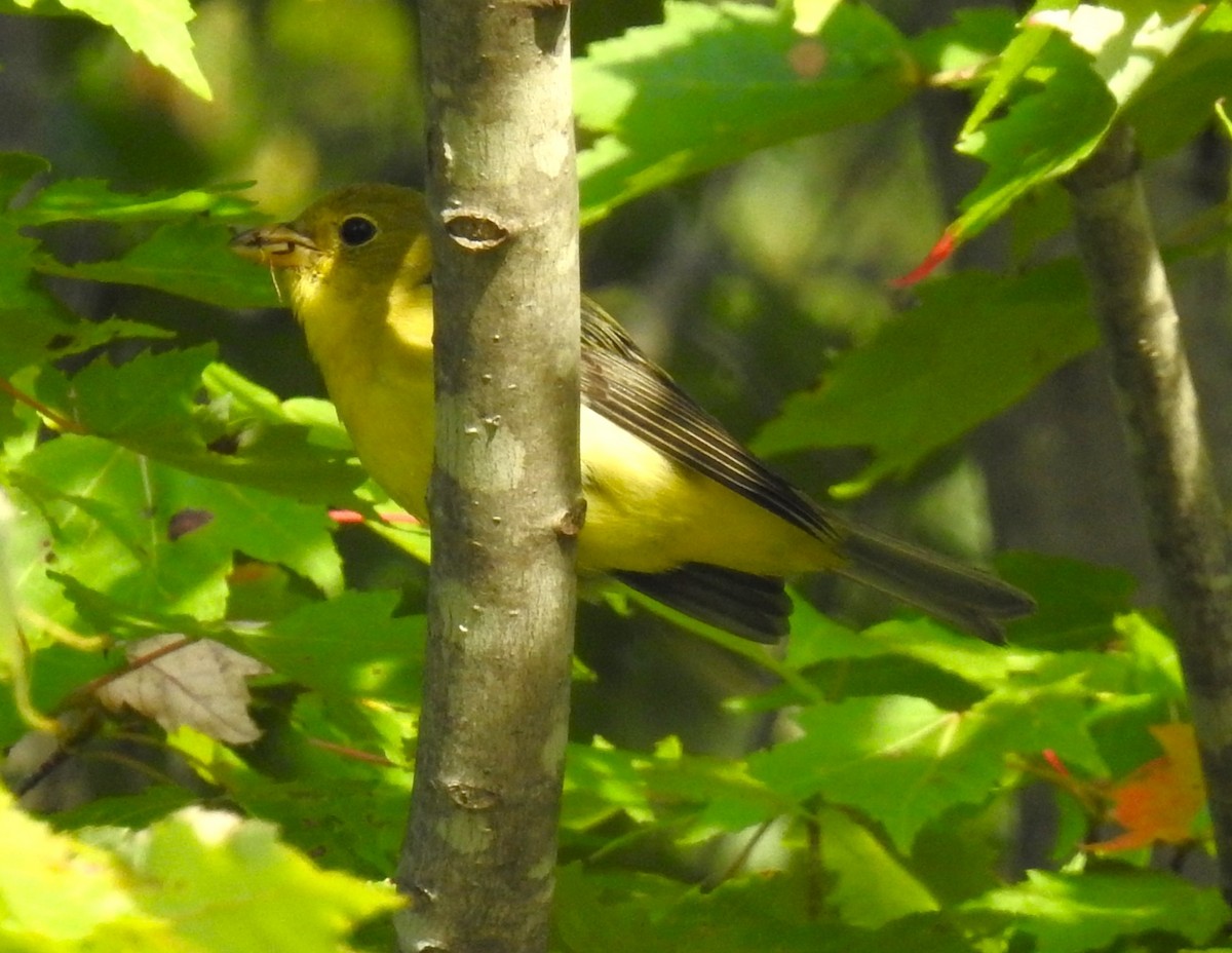 Scarlet Tanager - Betsy Berglund