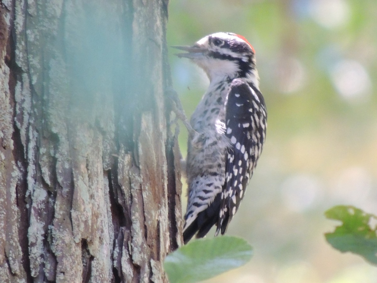 Nuttall's Woodpecker - ML623925324