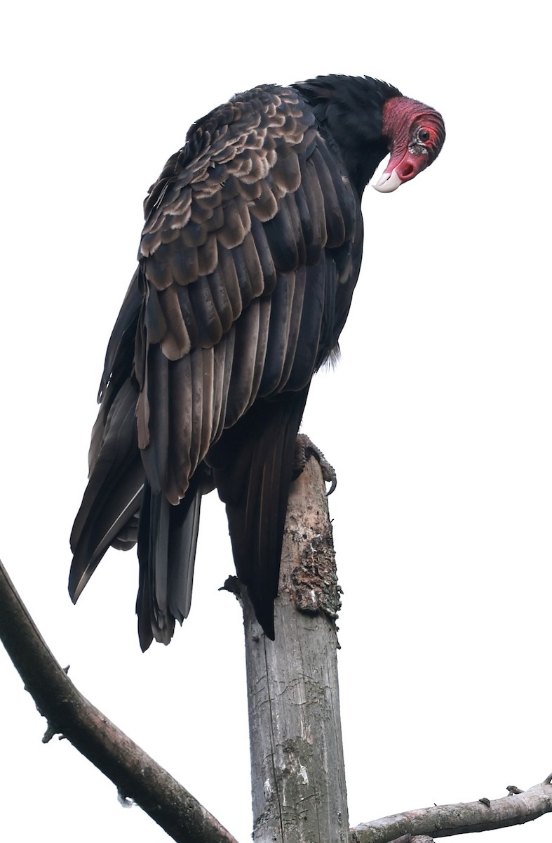 Turkey Vulture - ML623925325