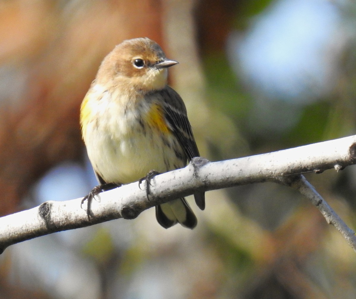 Yellow-rumped Warbler - ML623925330