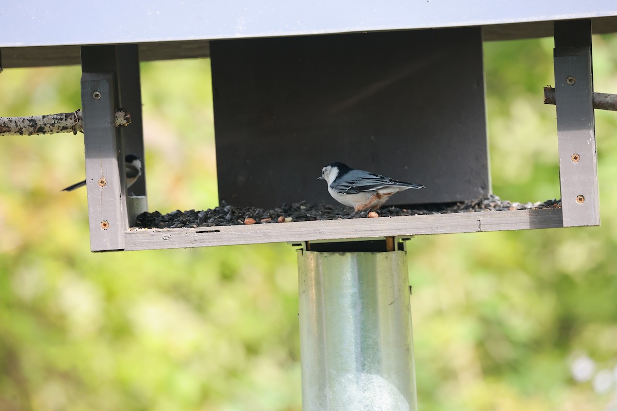 White-breasted Nuthatch - ML623925343