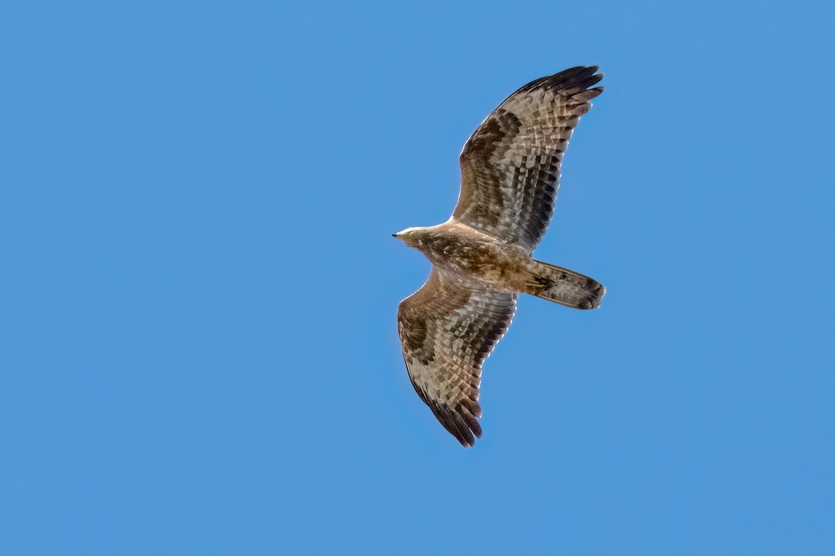 European Honey-buzzard - ML623925348