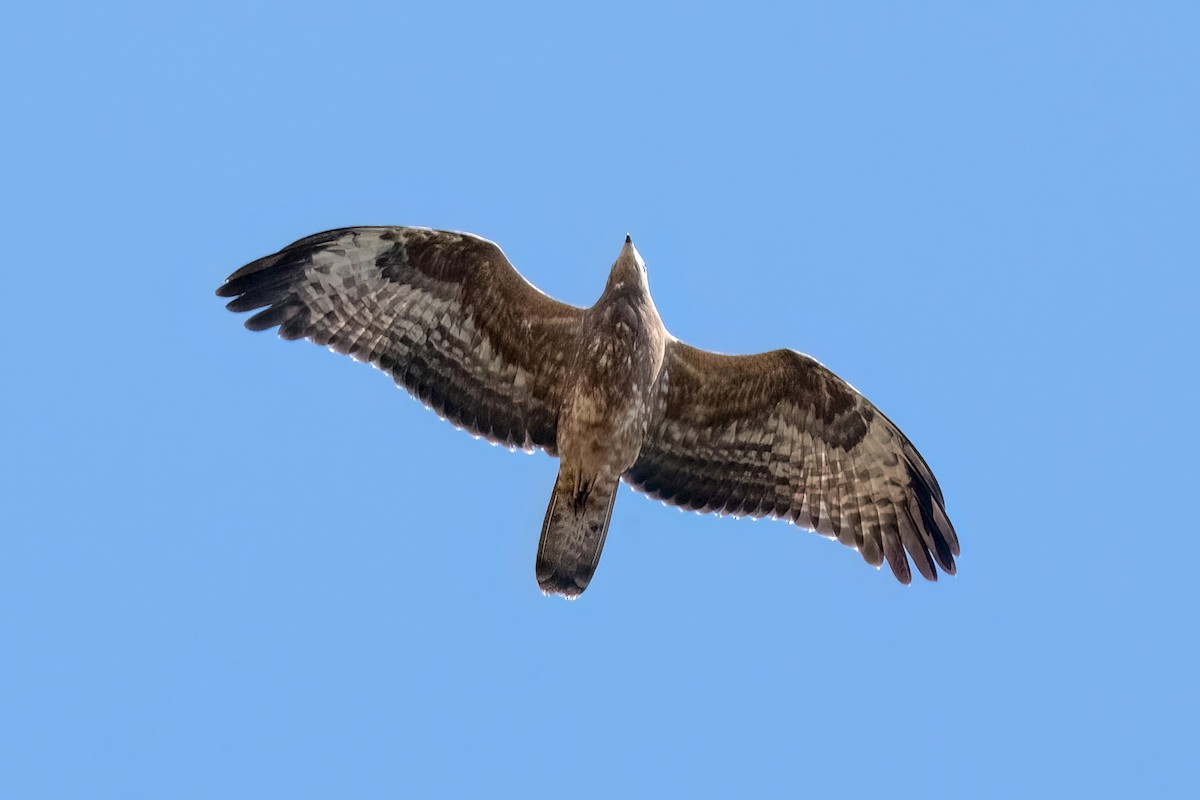 European Honey-buzzard - ML623925349