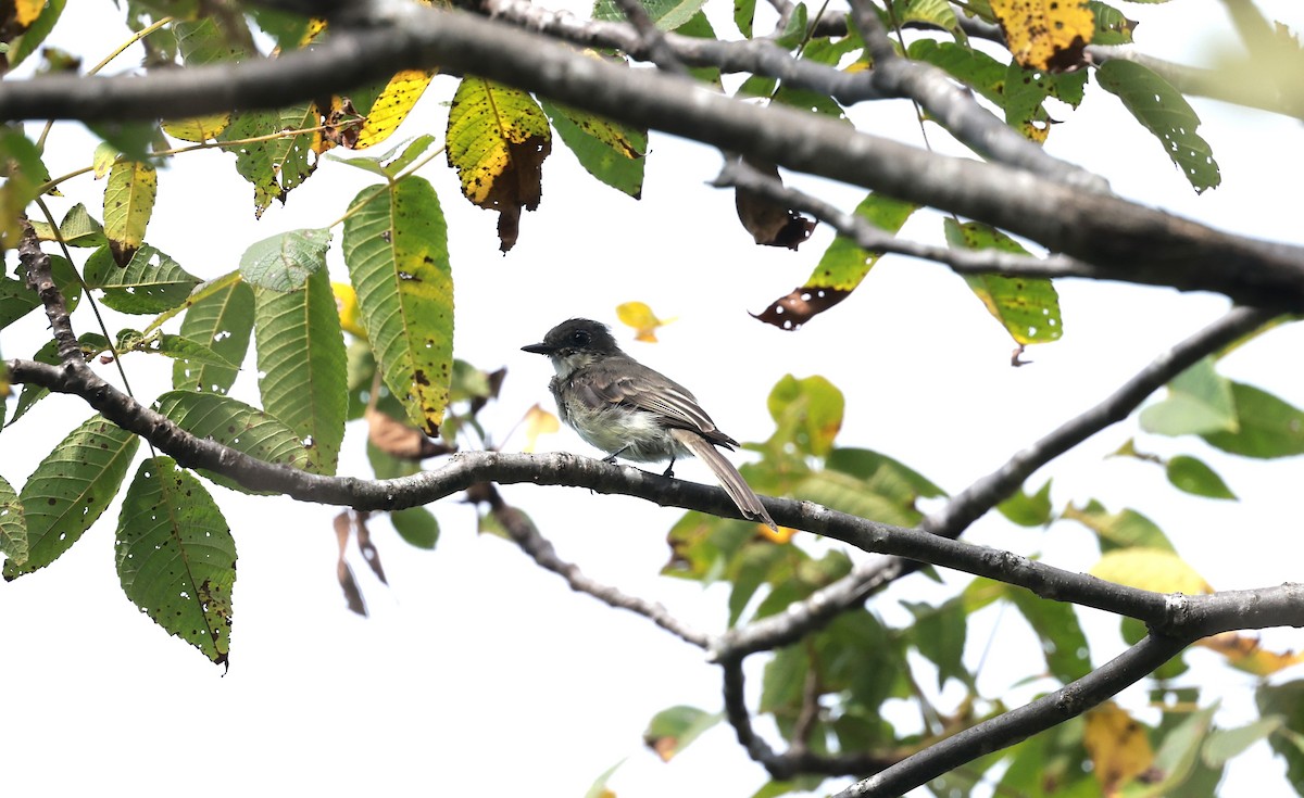 Eastern Phoebe - ML623925351