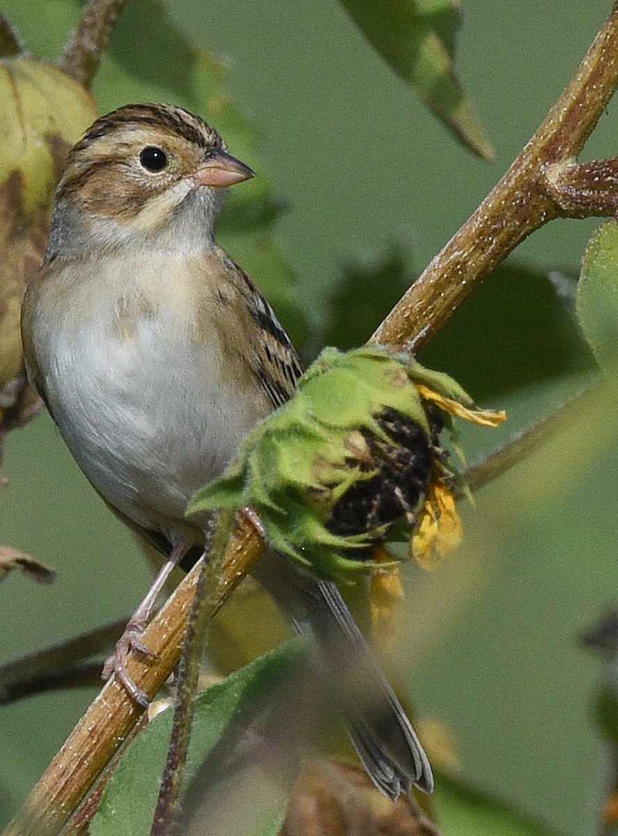 Clay-colored Sparrow - ML623925354