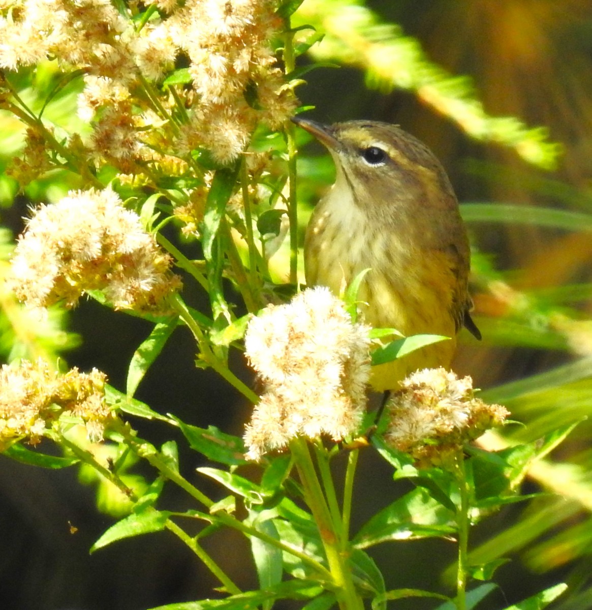 Palm Warbler - Betsy Berglund