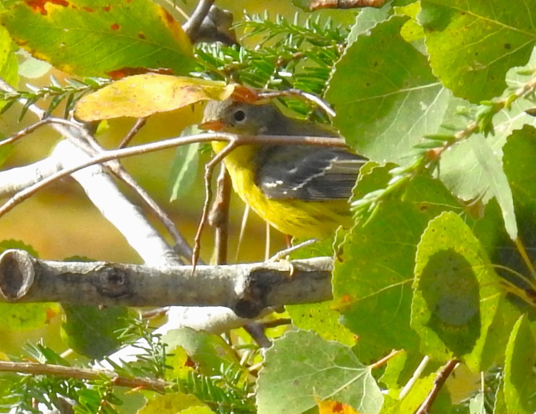 Magnolia Warbler - ML623925382