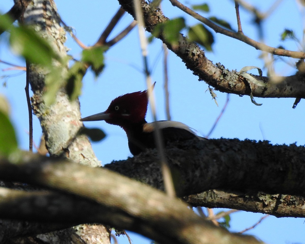 Cream-backed Woodpecker - ML623925397