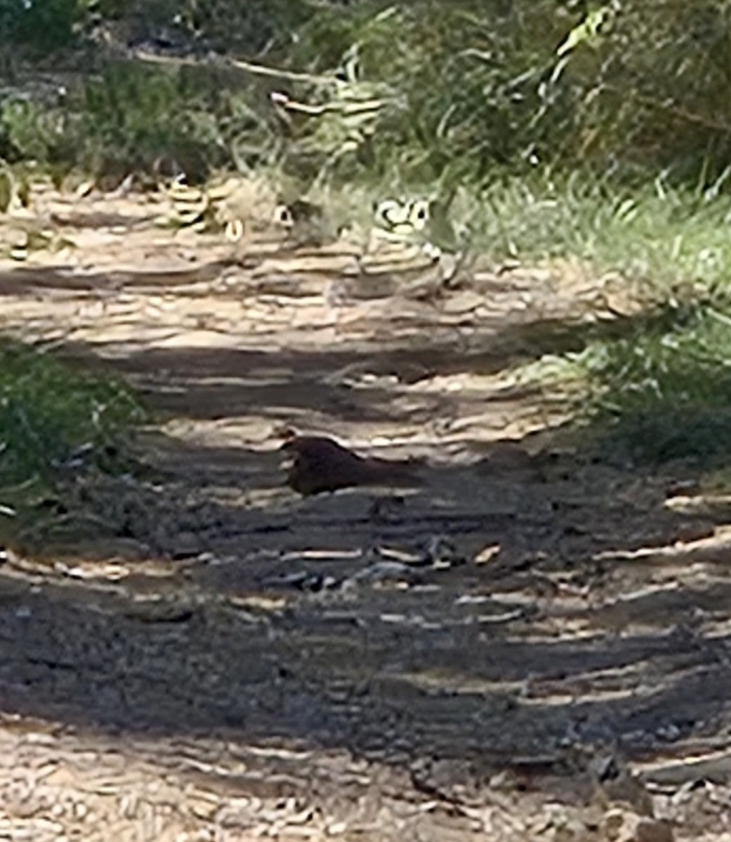 Common Poorwill - ML623925405