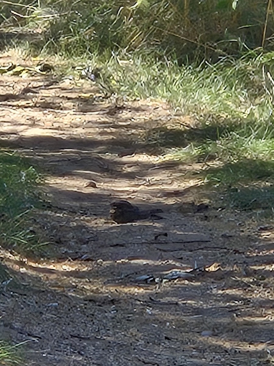 Common Poorwill - Donald Pendleton