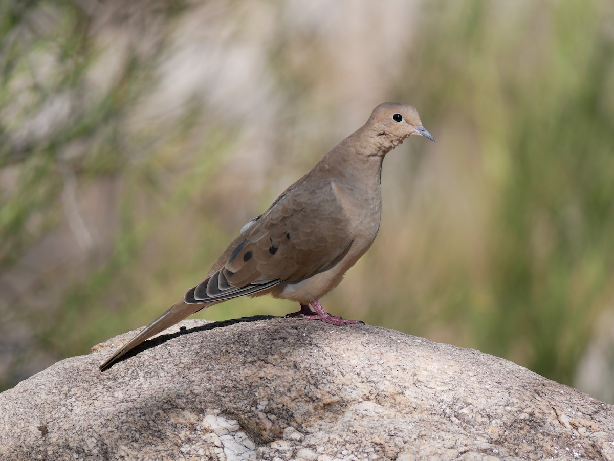 Mourning Dove - ML623925413