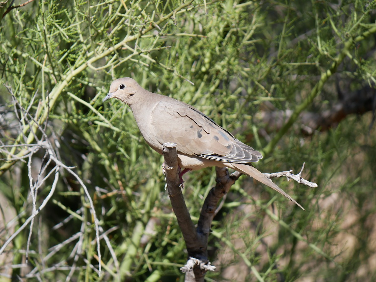 Mourning Dove - ML623925414