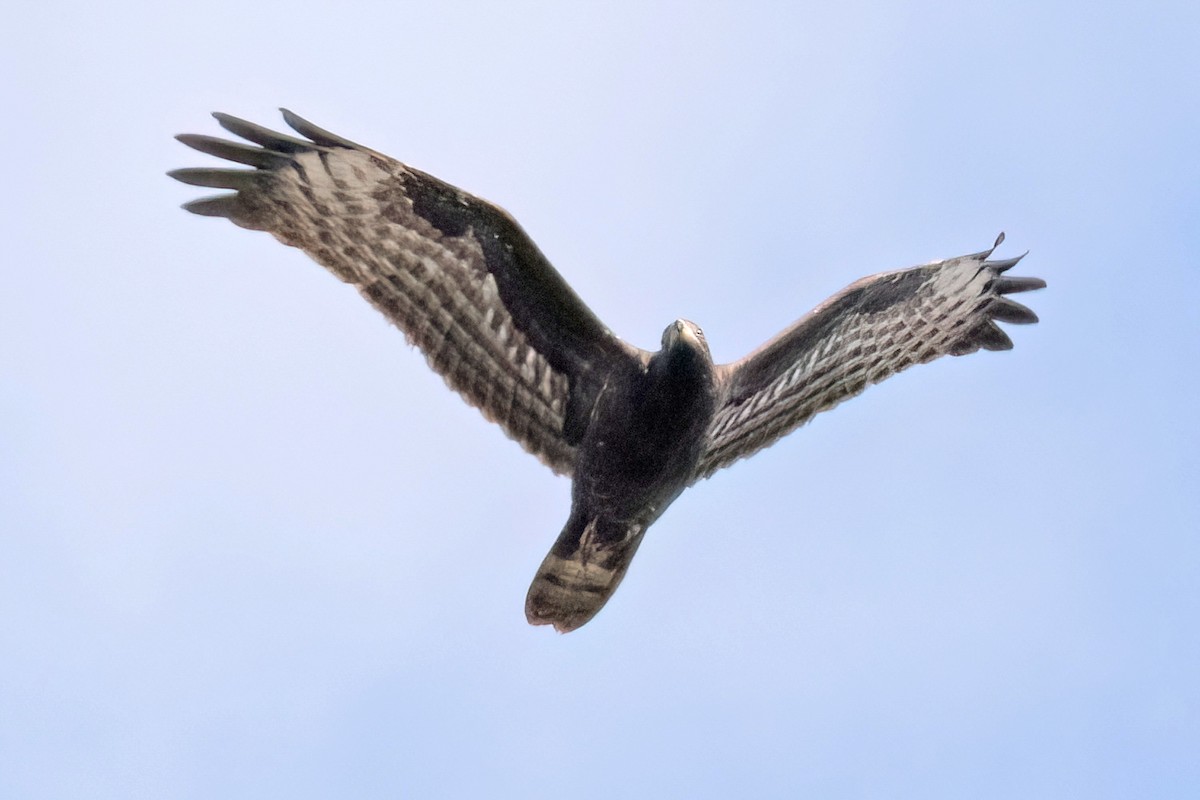 European Honey-buzzard - ML623925415