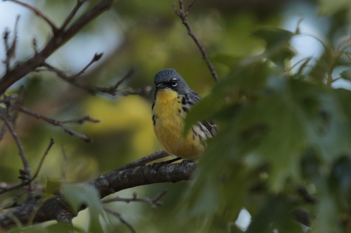 Kirtland's Warbler - ML623925421