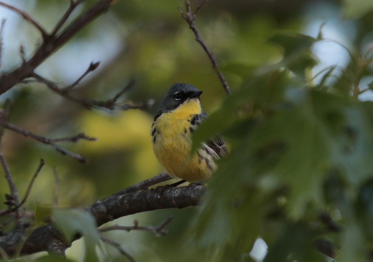 Kirtland's Warbler - ML623925422