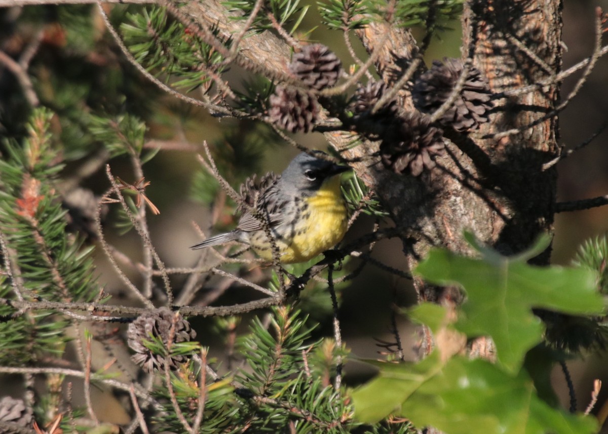 Kirtland's Warbler - ML623925423